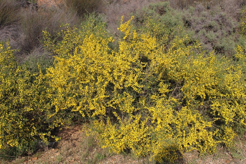 Aspalathus spinescens photo 4
