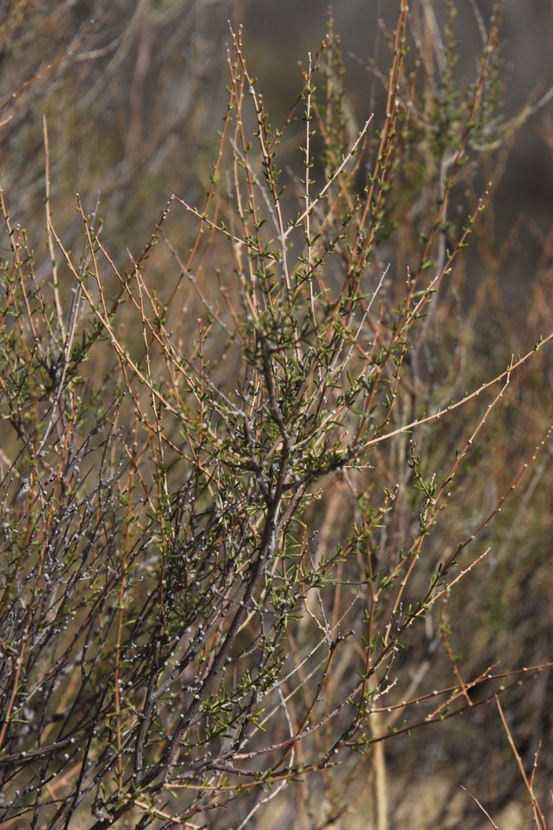 Aspalathus spinescens photo 5