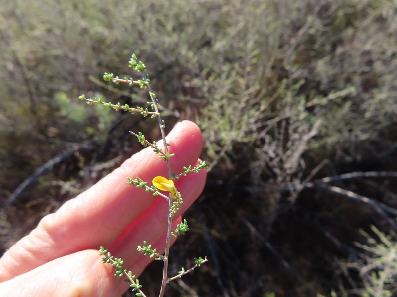 Aspalathus spinescens photo 6
