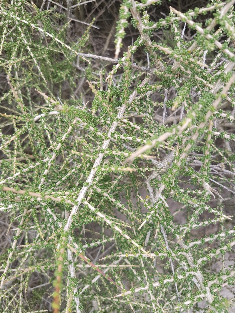 Aspalathus spinescens subsp. spinescens