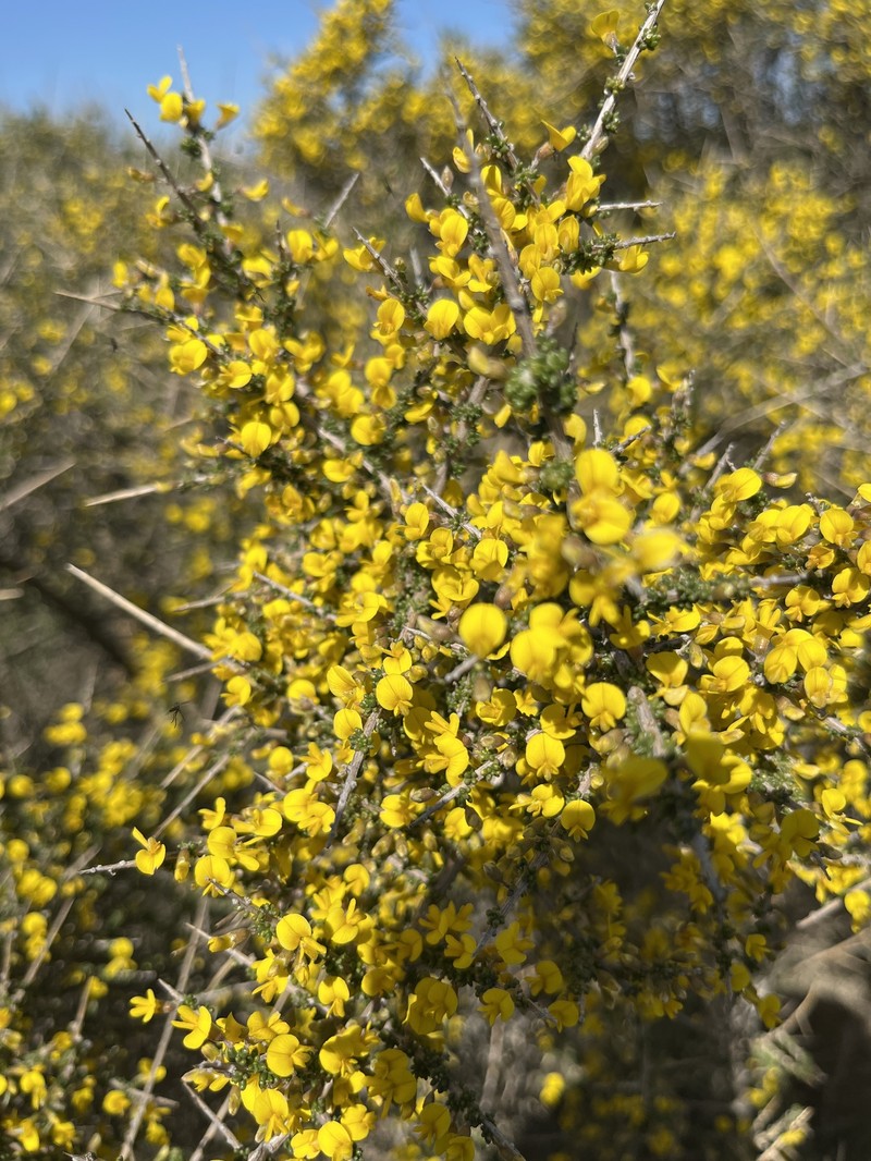 Aspalathus spinescens subsp. spinescens photo 2