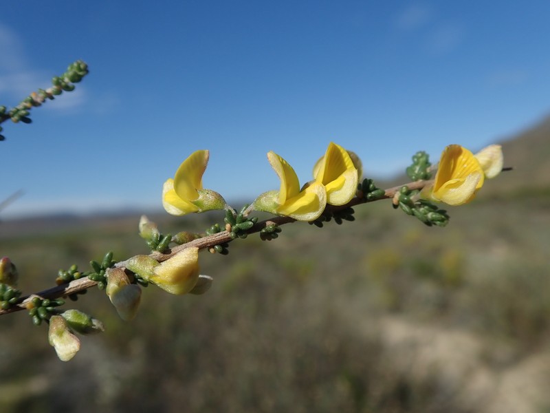 Aspalathus spinescens subsp. spinescens photo 3