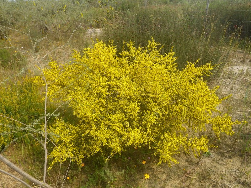 Aspalathus spinescens subsp. spinescens photo 4
