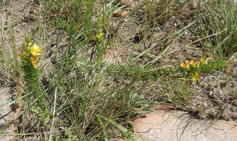 Aspalathus spinifera photo 2