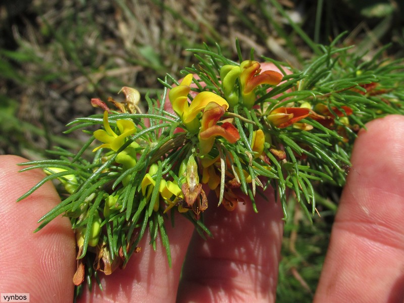 Aspalathus spinifera photo 3
