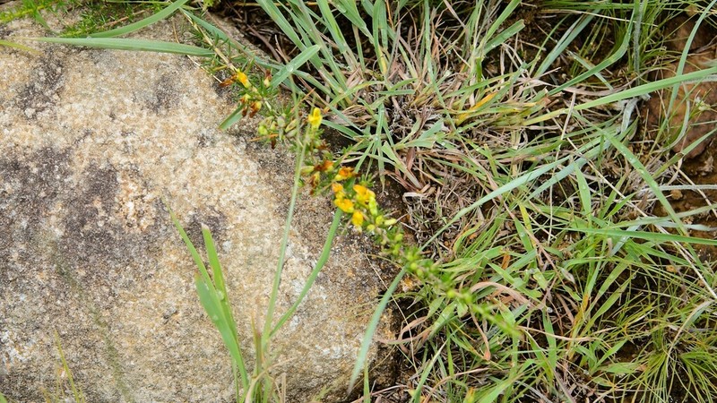 Aspalathus spinifera photo 4