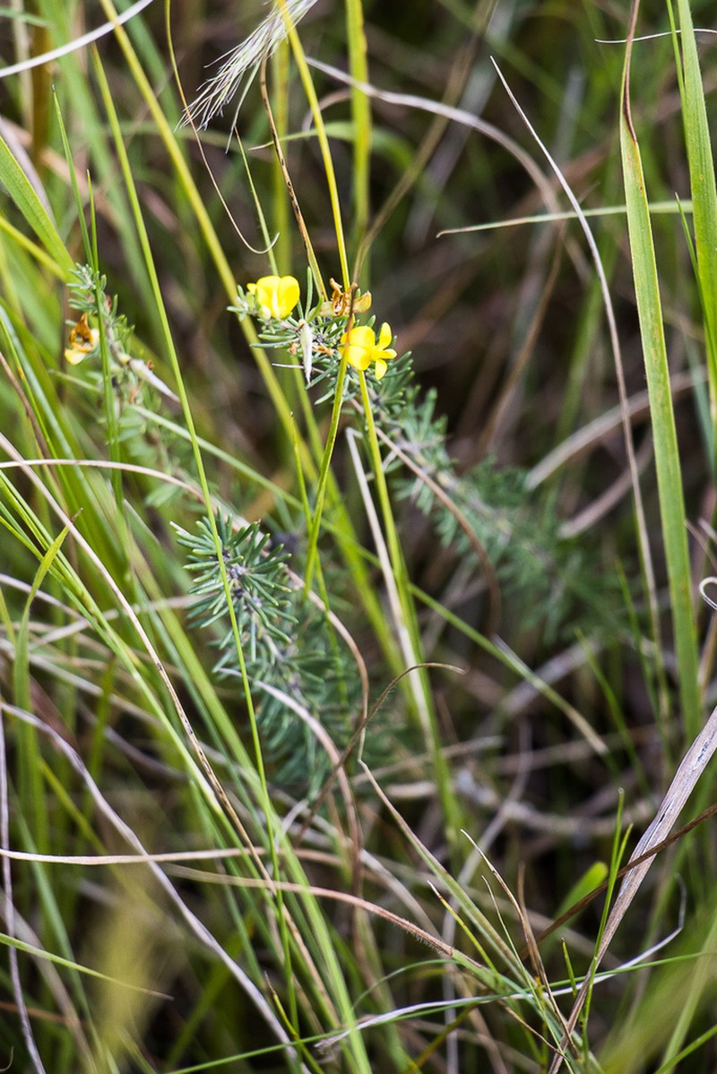 Aspalathus spinifera photo 7