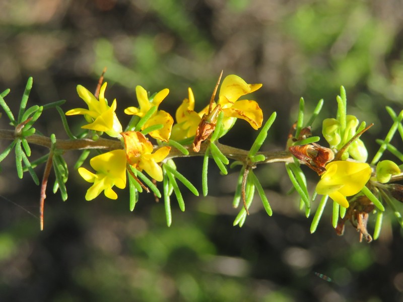 Aspalathus spinosa