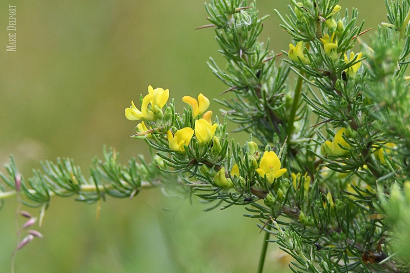 Aspalathus spinosa photo 2