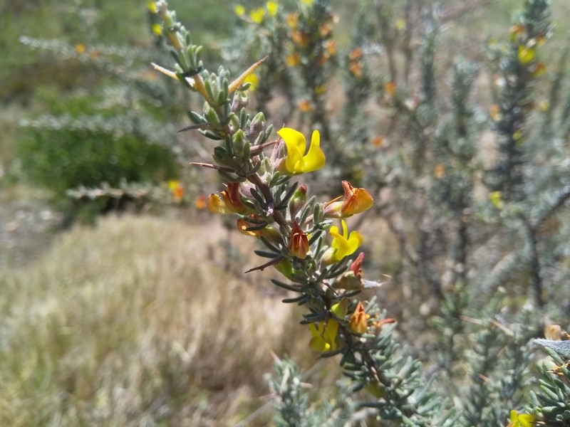 Aspalathus spinosa photo 3