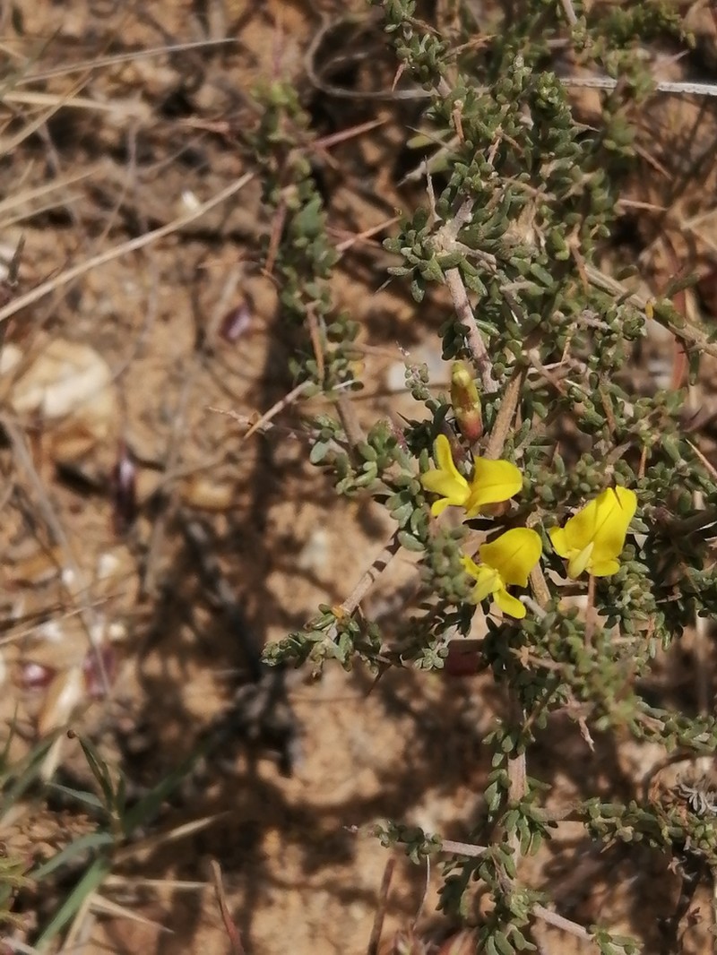 Aspalathus spinosa photo 6