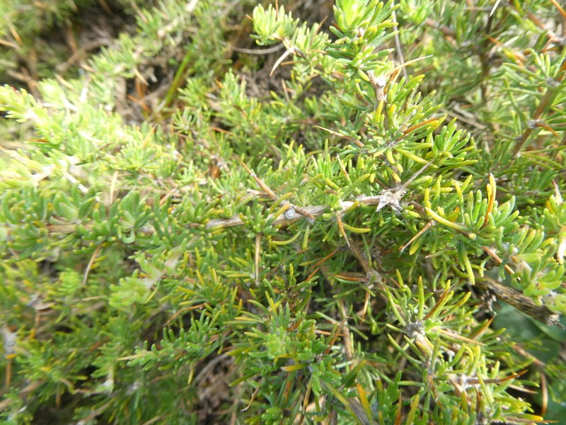 Aspalathus spinosa photo 7