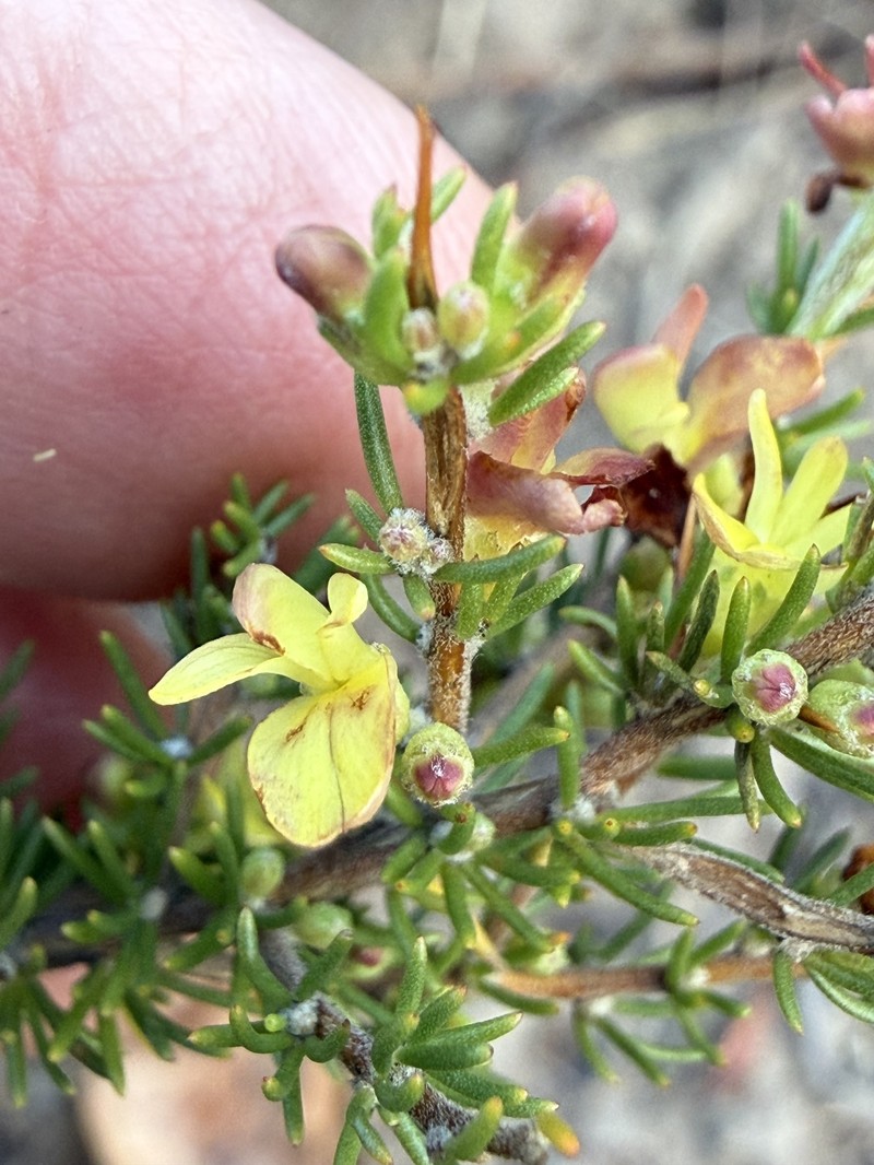 Aspalathus spinosa subsp. spinosa
