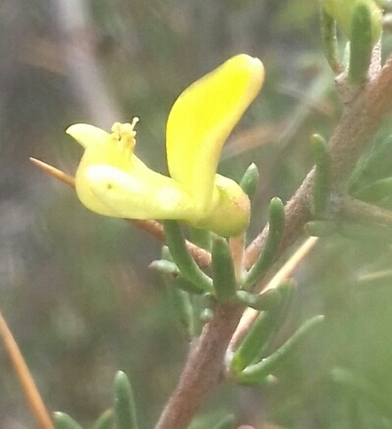 Aspalathus spinosa subsp. spinosa photo 2
