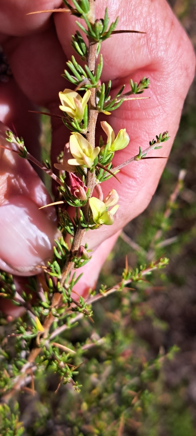 Aspalathus spinosa subsp. spinosa photo 3