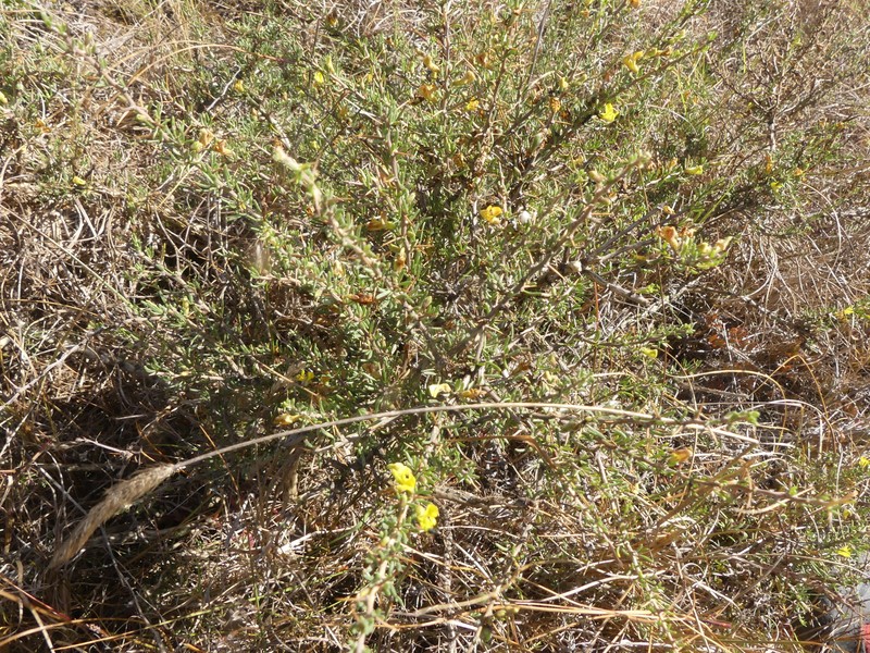 Aspalathus spinosa subsp. spinosa photo 4