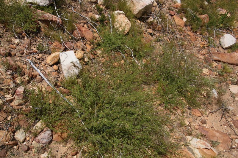 Aspalathus spinosissima