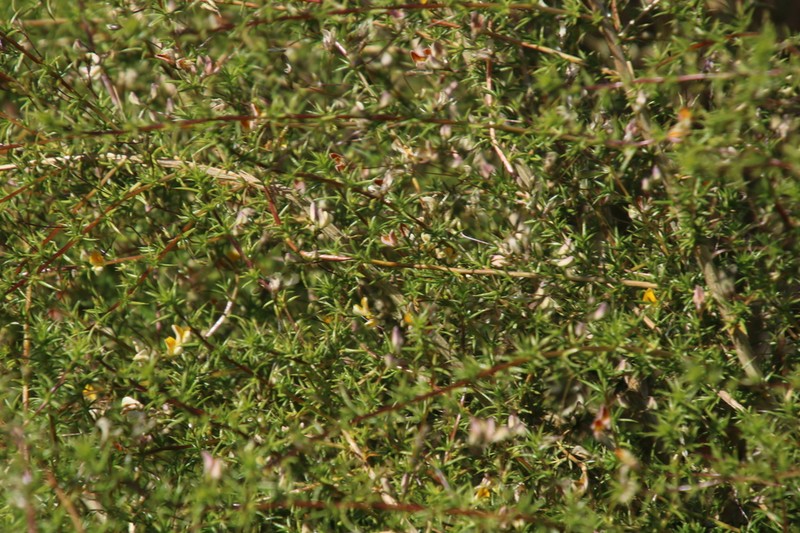 Aspalathus spinosissima photo 2