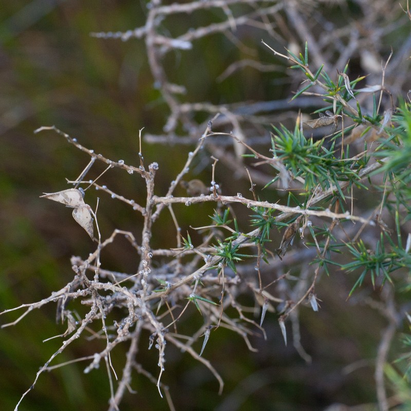 Aspalathus spinosissima photo 3