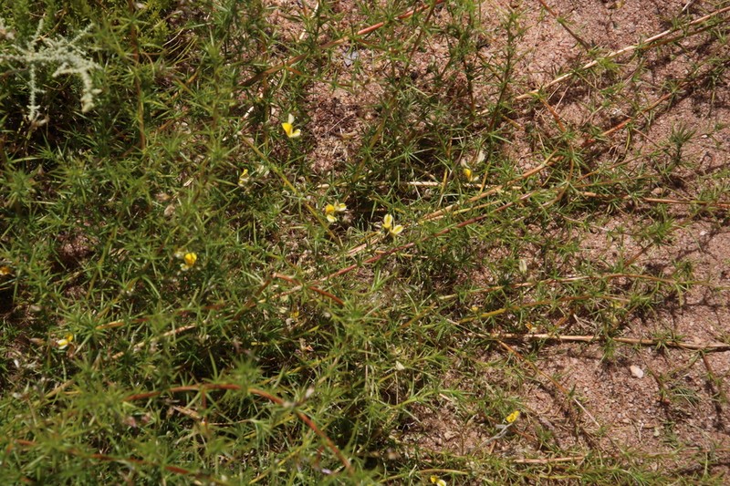 Aspalathus spinosissima photo 5