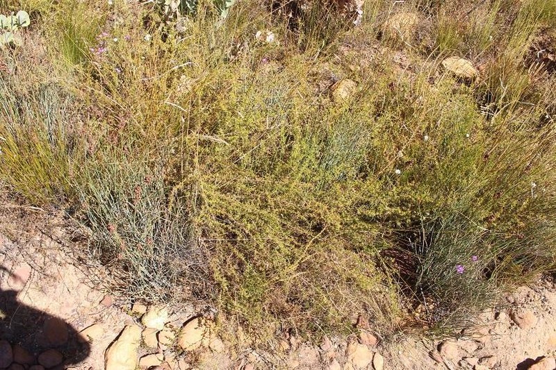 Aspalathus spinosissima photo 6