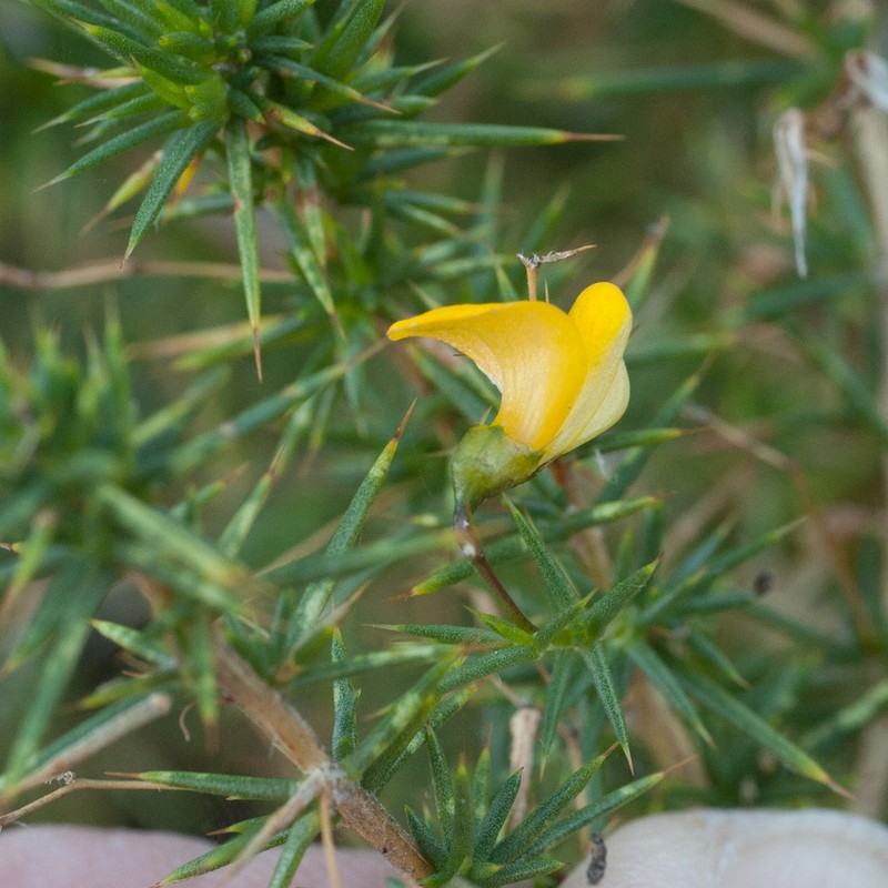 Aspalathus spinosissima subsp. spinosissima photo 2