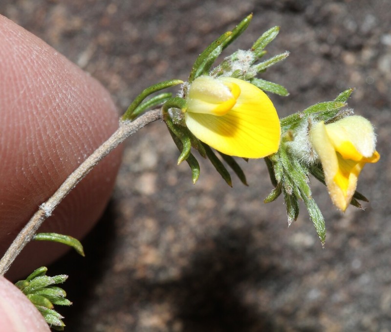 Aspalathus stenophylla