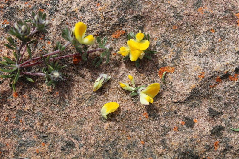Aspalathus stenophylla photo 2