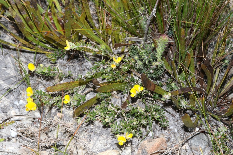 Aspalathus stenophylla photo 3