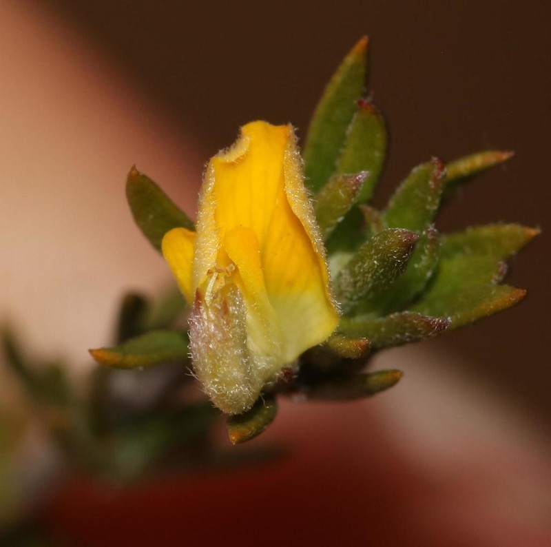 Aspalathus stenophylla photo 4