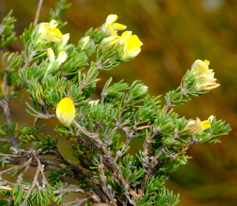 Aspalathus stenophylla photo 5