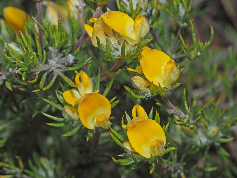 Aspalathus stenophylla photo 7