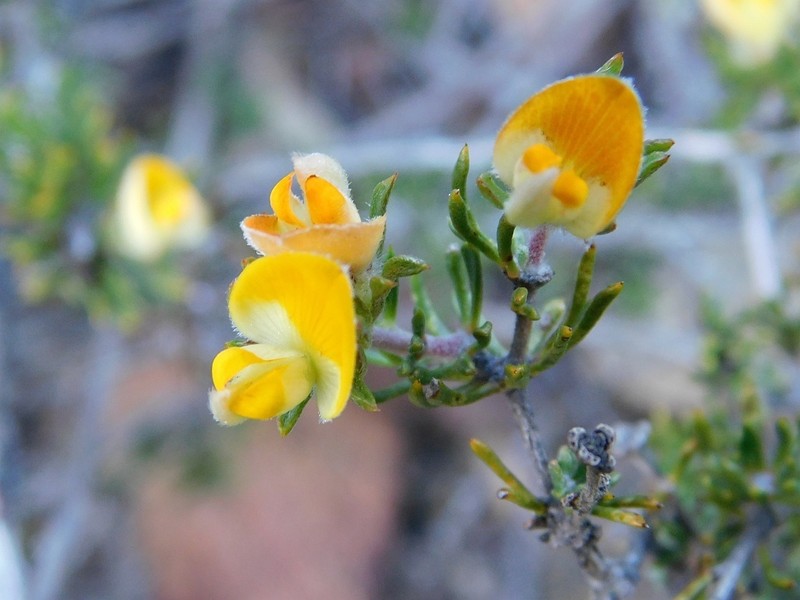 Aspalathus stenophylla photo 8