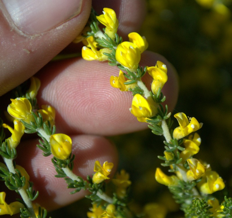 Aspalathus steudeliana