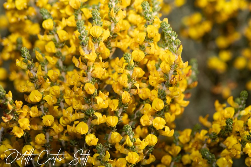 Aspalathus steudeliana photo 2