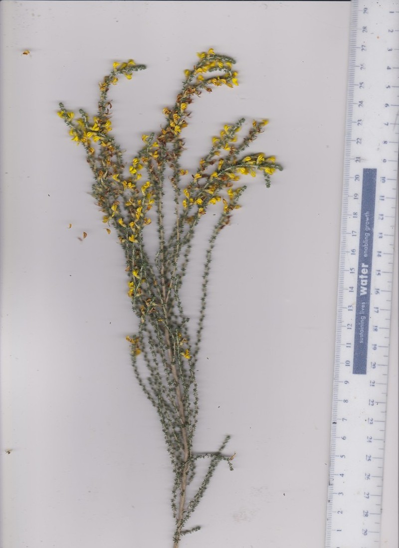 Aspalathus steudeliana photo 4