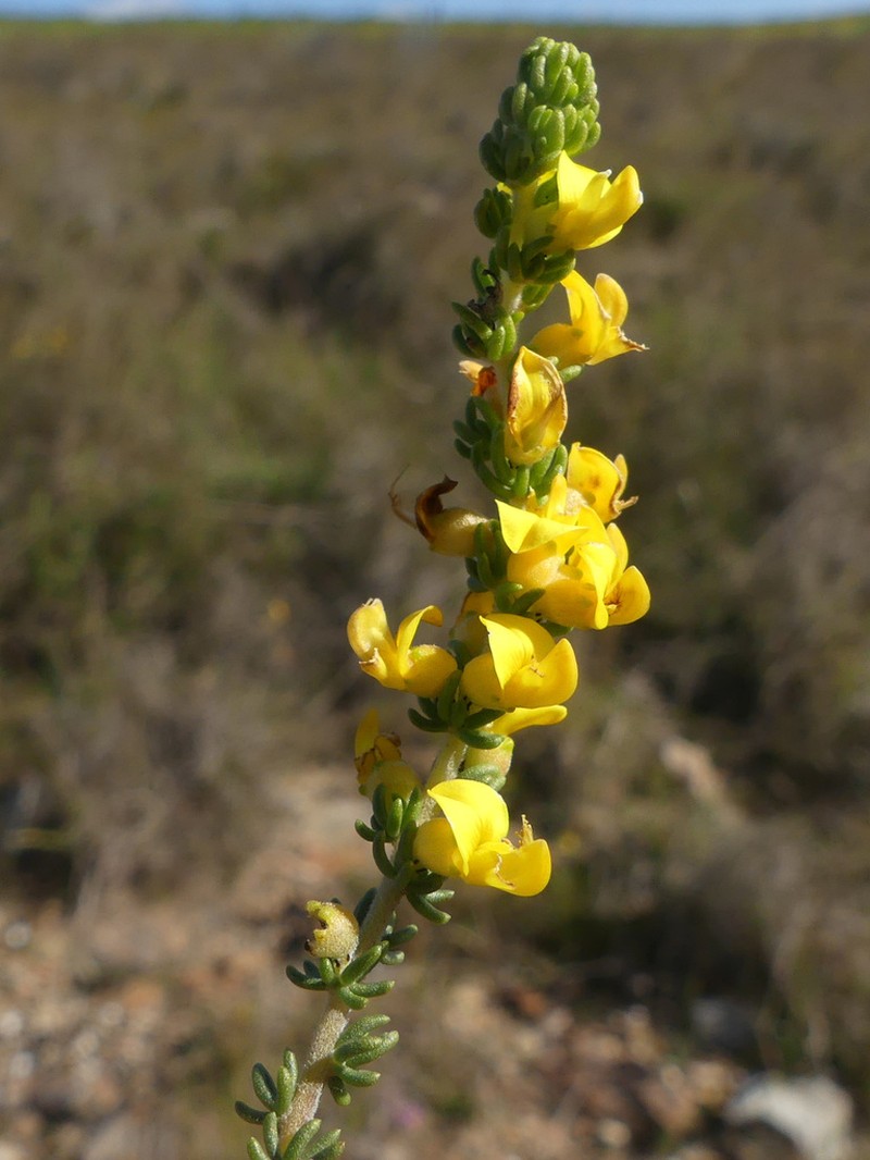 Aspalathus steudeliana photo 8