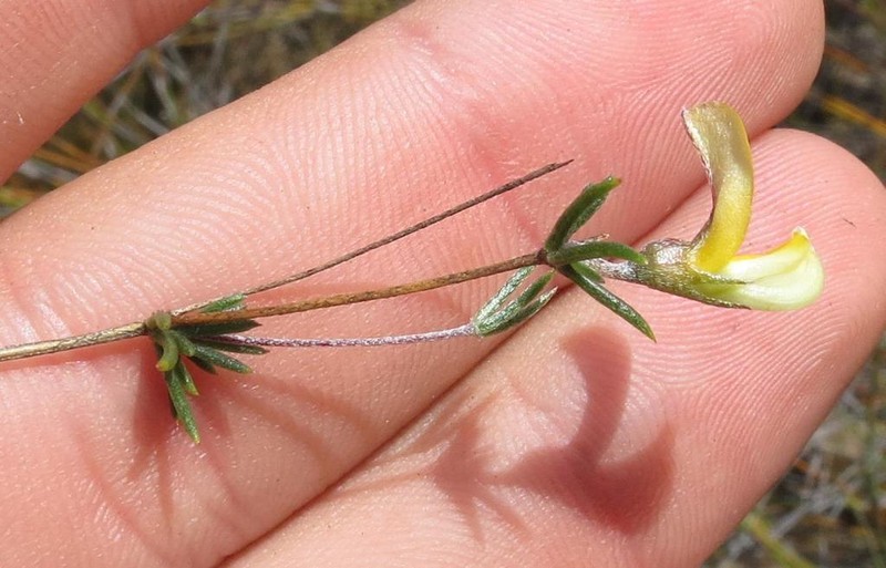 Aspalathus strigosa