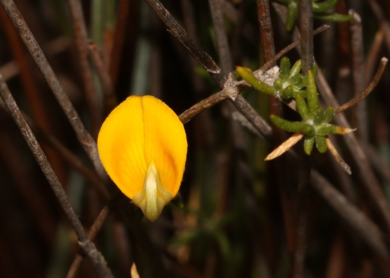 Aspalathus strigosa photo 2