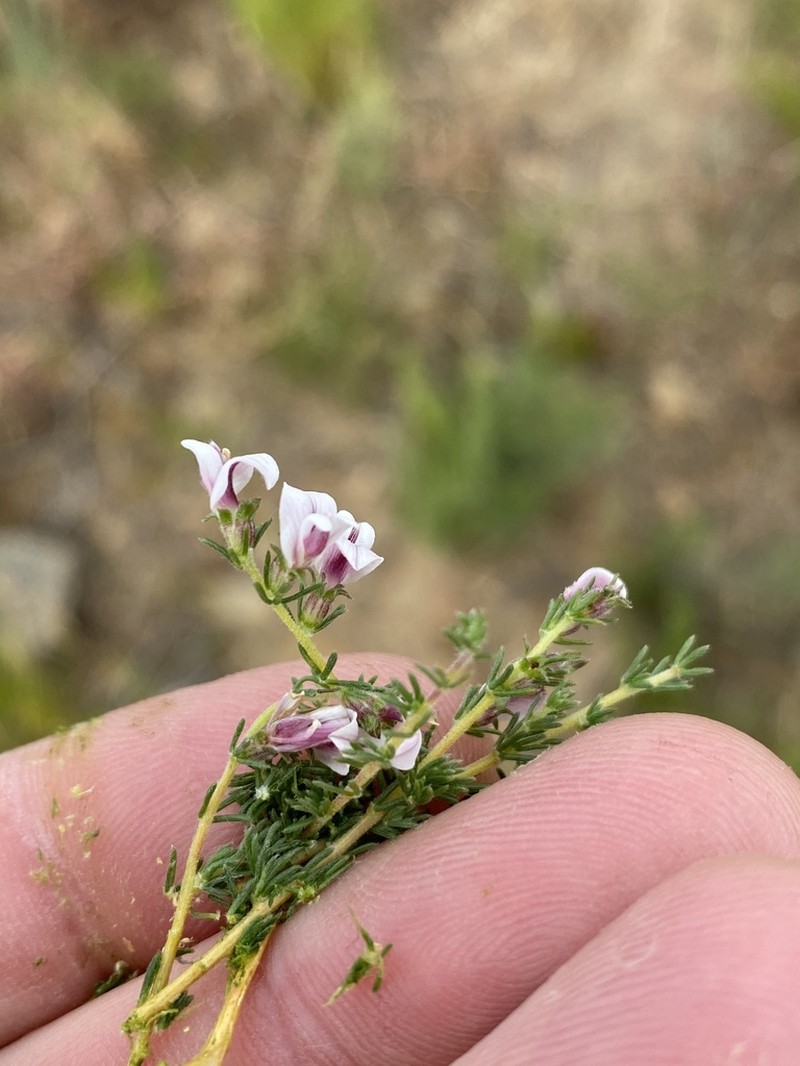 Aspalathus submissa
