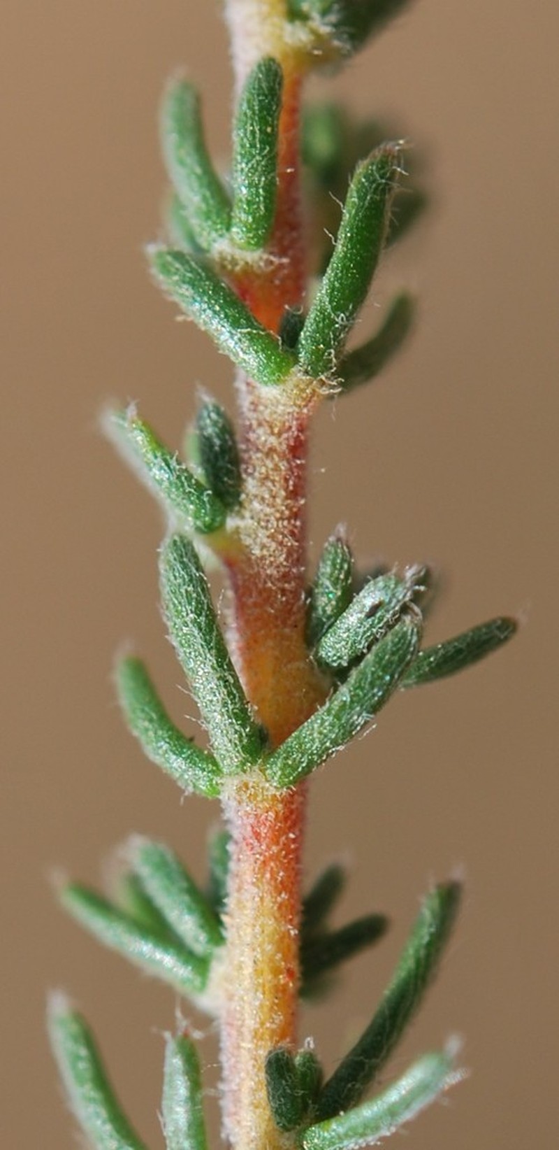 Aspalathus submissa photo 2