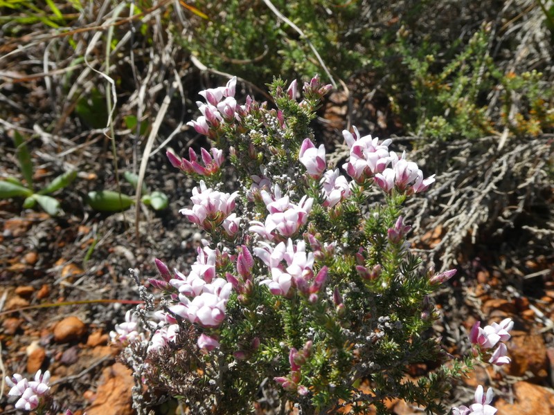 Aspalathus submissa photo 3