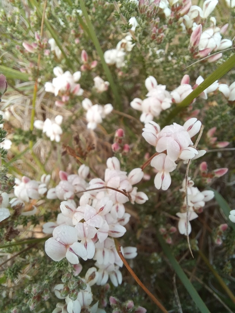 Aspalathus submissa photo 5