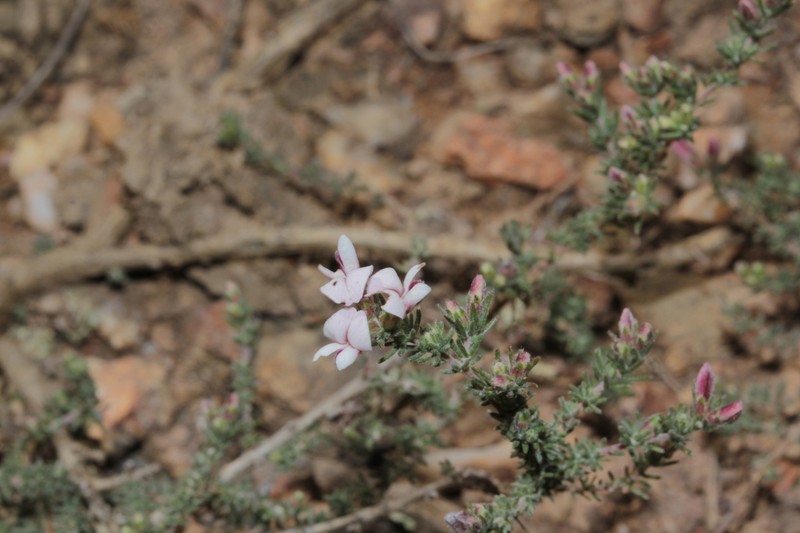 Aspalathus submissa photo 6