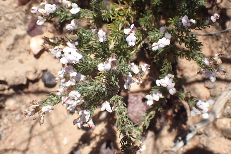 Aspalathus submissa photo 7