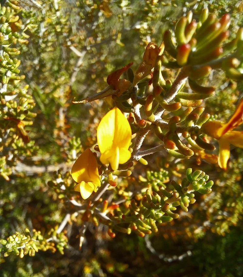 Aspalathus subtingens