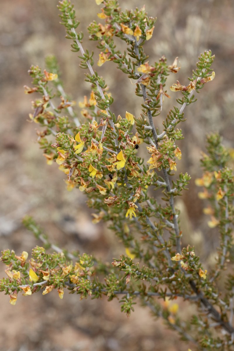 Aspalathus subtingens photo 2