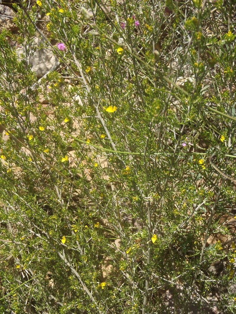 Aspalathus subtingens photo 5