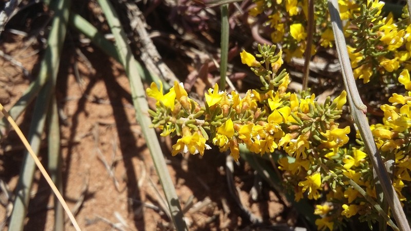 Aspalathus subtingens photo 7