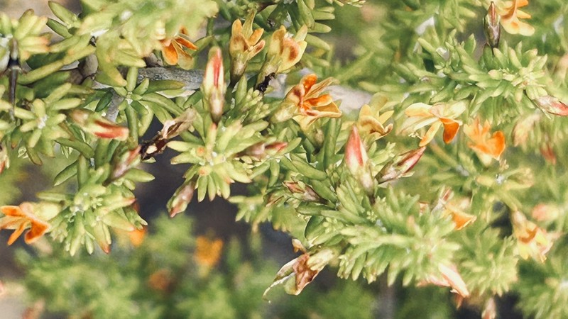 Aspalathus subtingens photo 8
